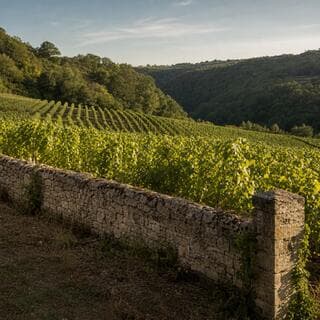 Vignes de coteau bourguignonnes entourées d'un mur de pierre
