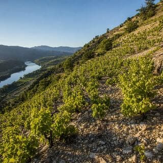Vignes en terrasses escarpées de la vallée du Rhône