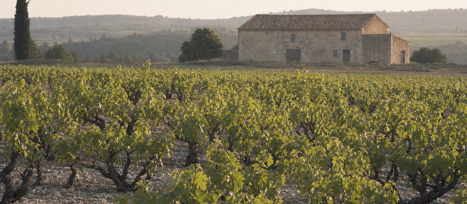Un rang de vigne au petit matin